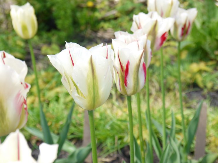 Teken je tuin